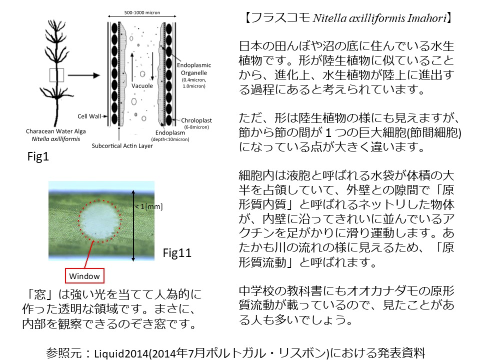 藻の研究内容について、詳細に説明した資料。左に図が2つ、右に文字で説明されている